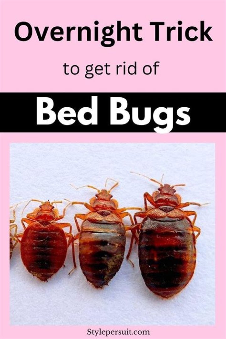 What happens if you don't get rid of bed bugs?