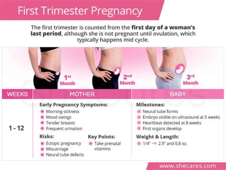What happens in first month of pregnancy?