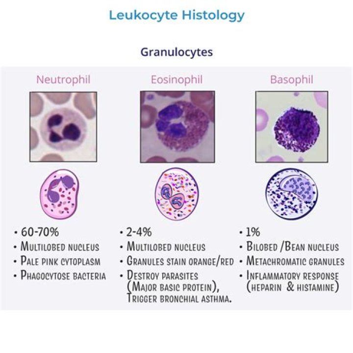 What is a good neutrophil to lymphocyte ratio?