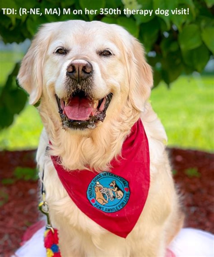 What is a therapy dog called?