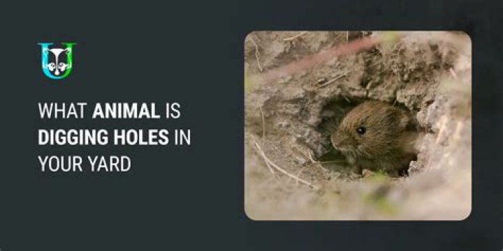 What is digging small holes in my yard at night?