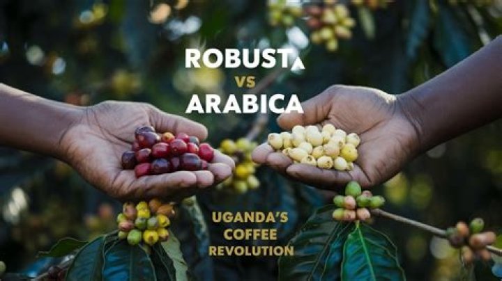 What is Drugar coffee?