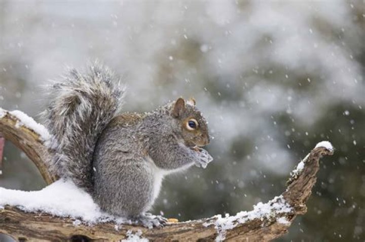 What is the best thing to feed squirrels in the winter?