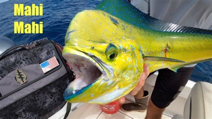 What is the Mahi Mahi limit in Florida?
