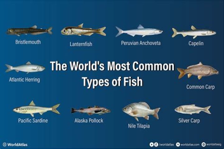 What is the most common fish in Lake Erie?