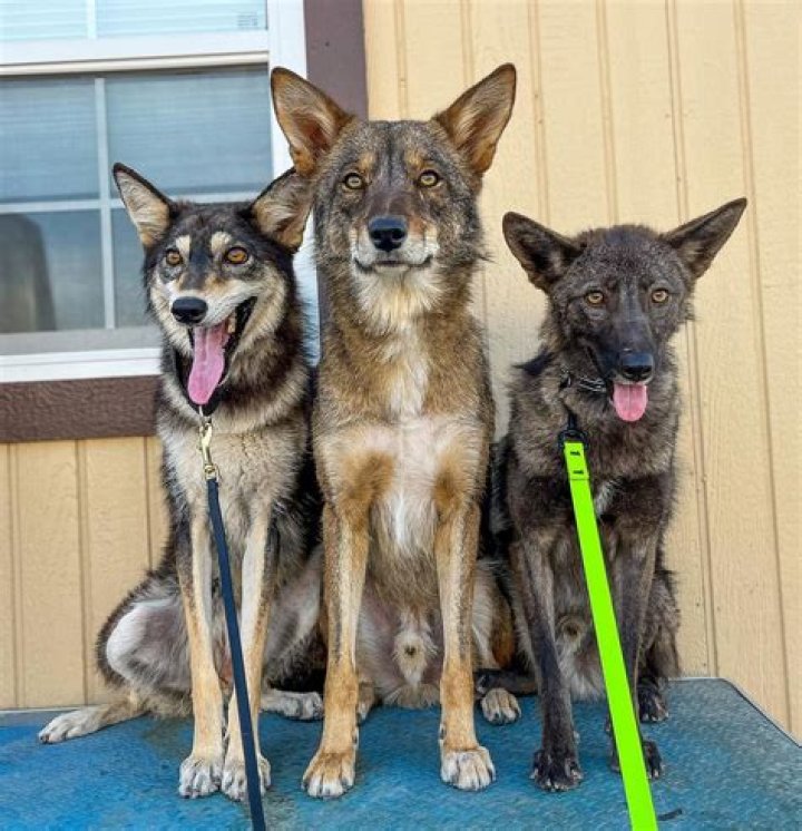 What month do coyotes have pups?