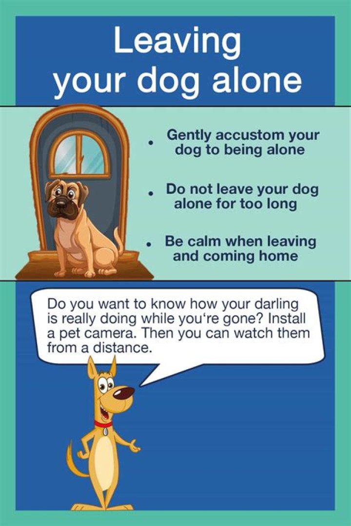 What's the longest you should leave a dog alone?