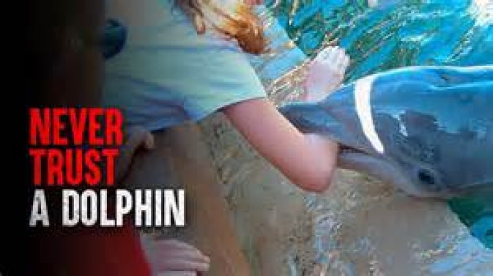 When was the last time a dolphin killed a human?