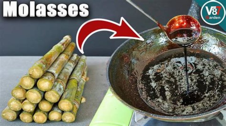Where does molasses come from?