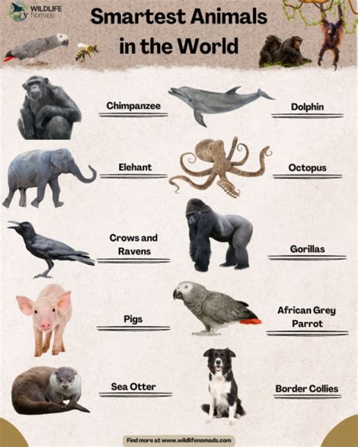 Which is the most intelligent colour?
