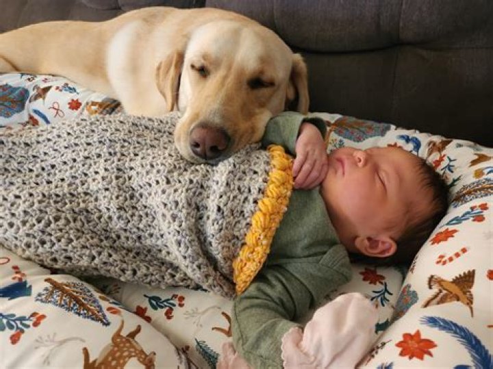 Why are dogs obsessed with babies?