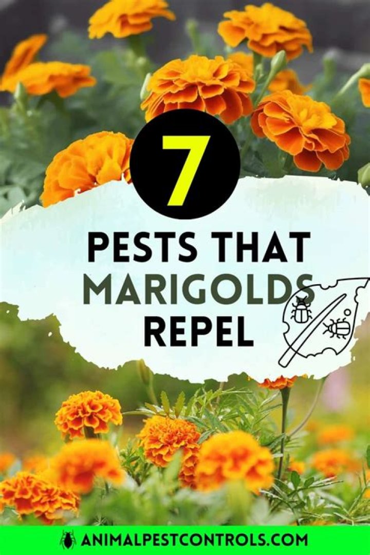 Why do bees hate marigolds?