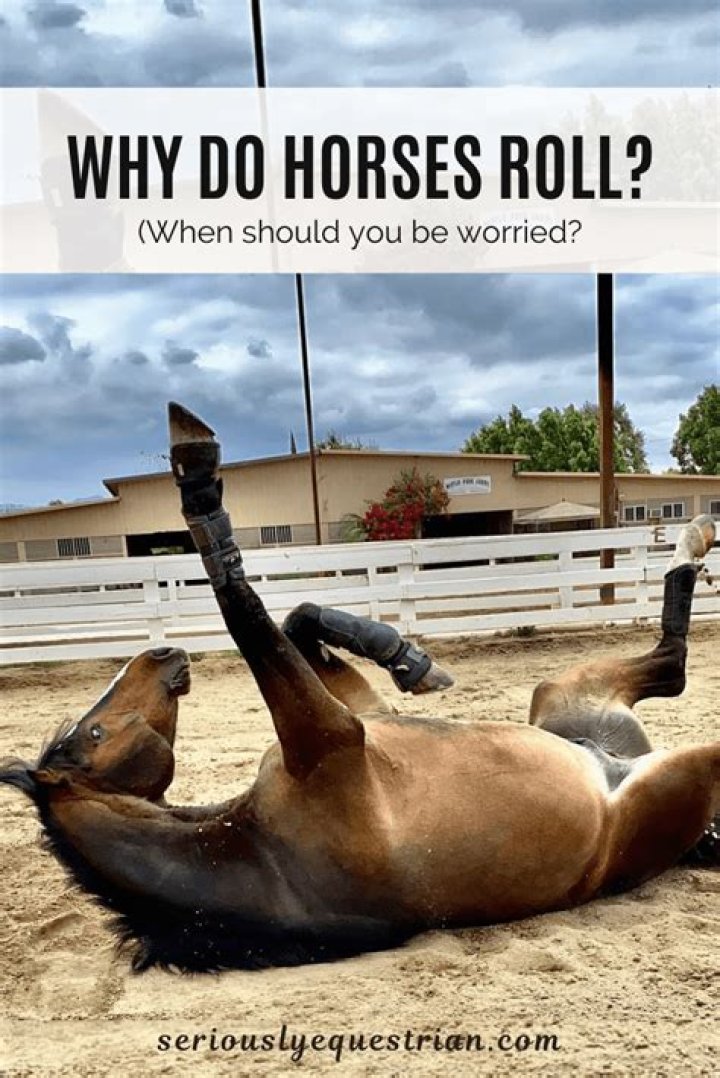 Why do horses roll?