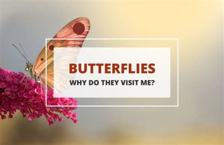 Why do I keep seeing butterflies?
