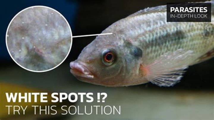 Why do my cichlids rub against the rocks?