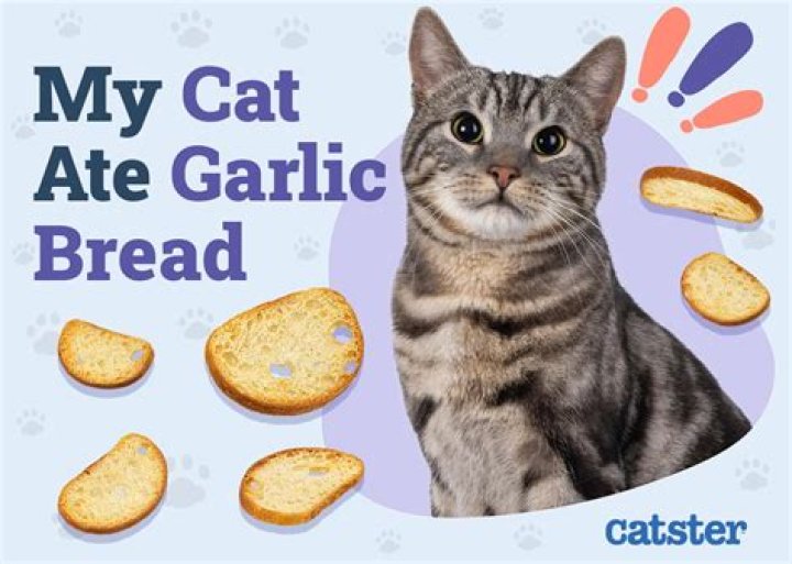 Why does my cat eat bread?