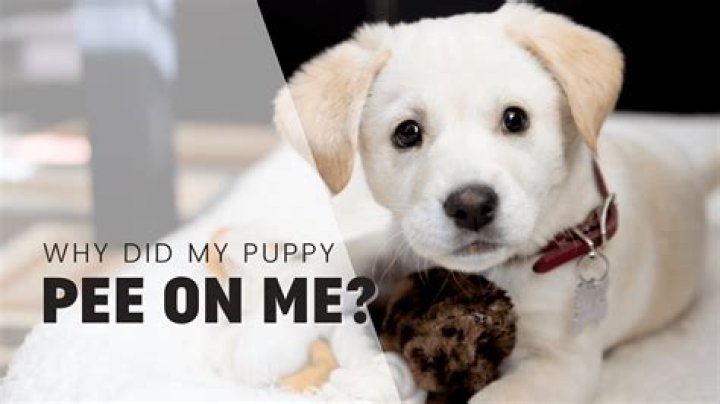 Why does my puppy dig on my bed?