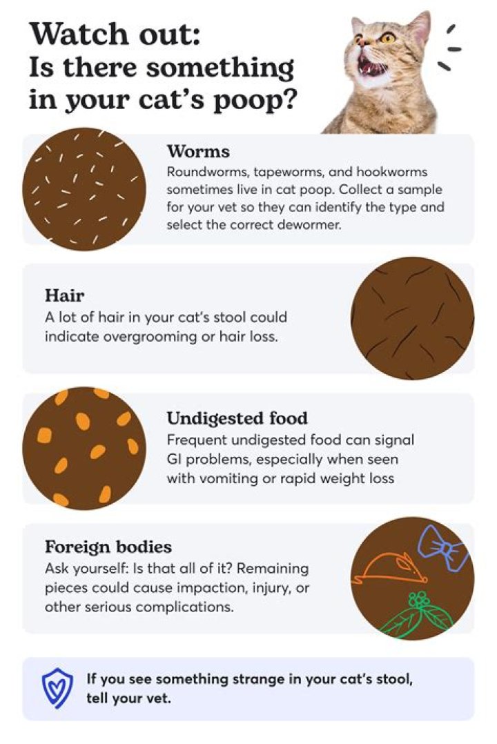 Why is my cat so rude?