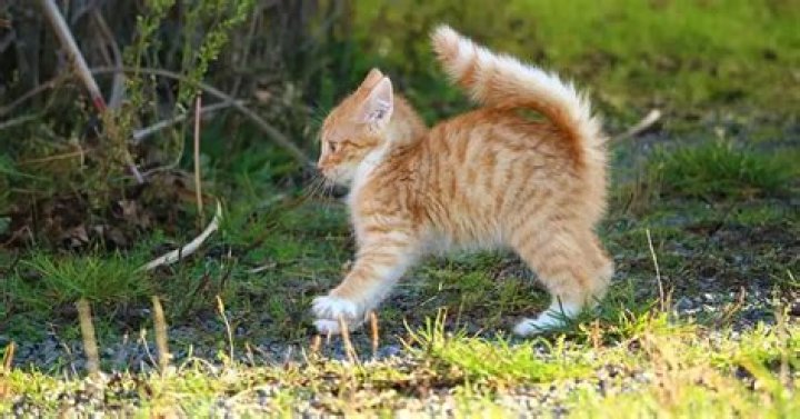Why is my kitten so mean?