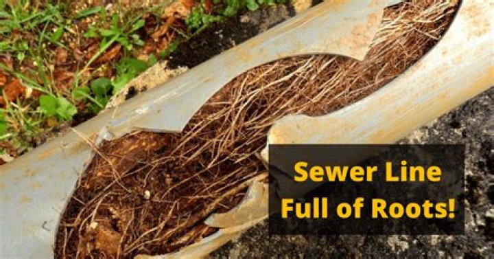Will copper sulfate kill roots in sewer line?